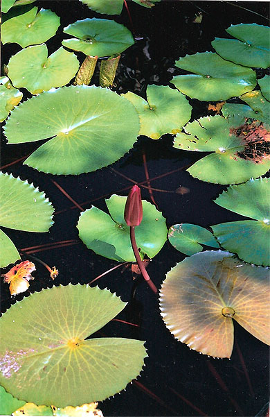 N�nuphar