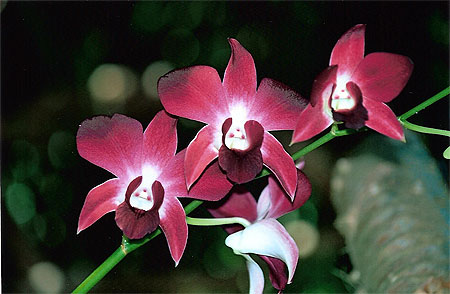 Orchid�es