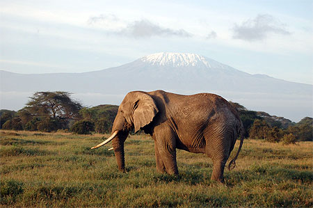 El�phant au pied du Kili