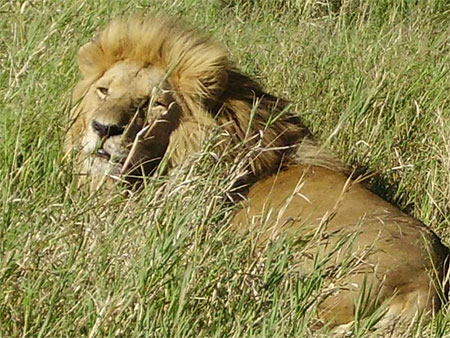 Lion du Serengeti