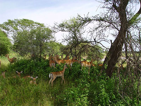 Gazelles