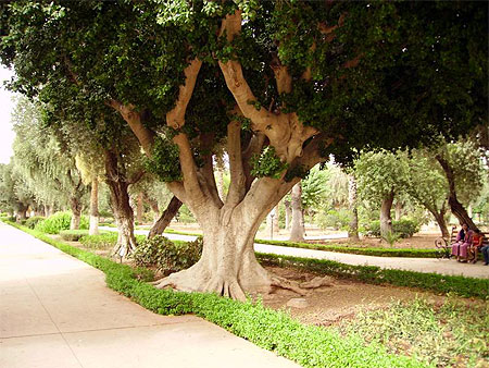 Arbre
