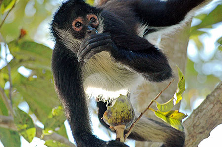 Singe
