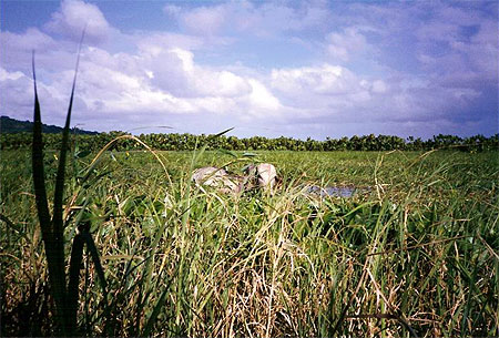 Marais de Kaw