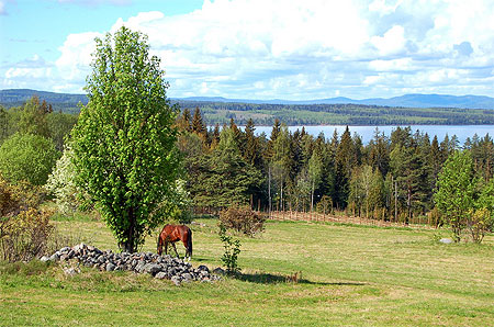 Cheval aux abords du lac Siljan