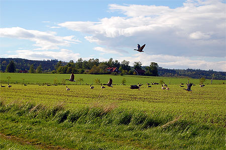 Envol d'oies sauvages