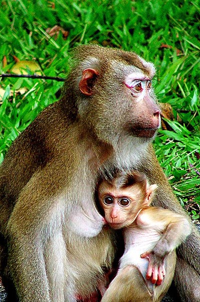 Singes