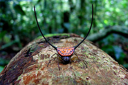 Habitant du Parc de Khao Yai