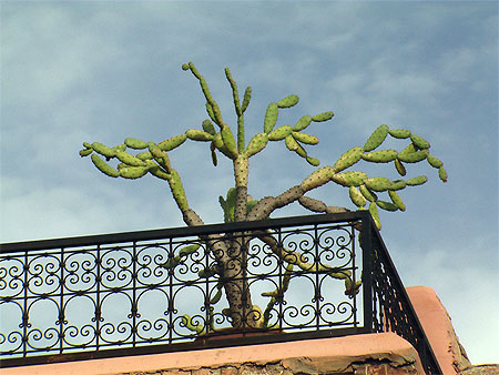 Cactus