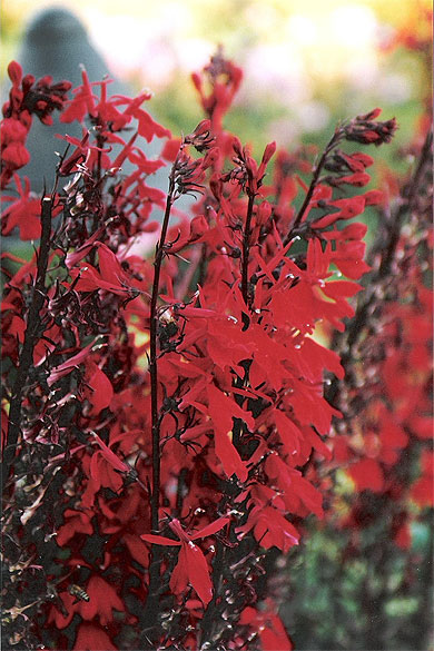 The Butchard Gardens