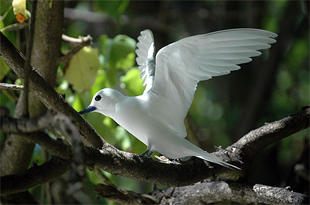 Gygis blanche d�ployant ses ailes