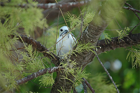 Gygis blanche revenant de la p�che 