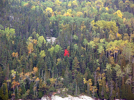 Contraste Canadien