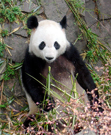 Pandi Panda