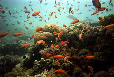Plong�e sur la barri�re de corail - passe en S