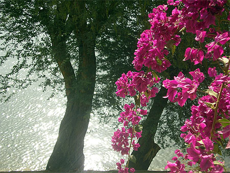 Jardin botanique