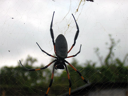Araign�e du soir... espoir