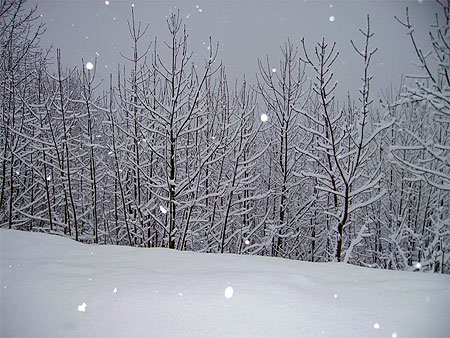 Arbres sous la neige