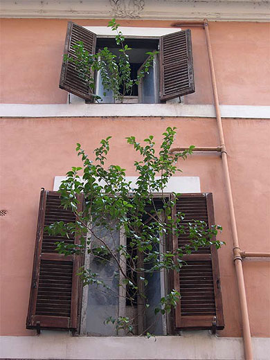 Arbre en semi-libert�
