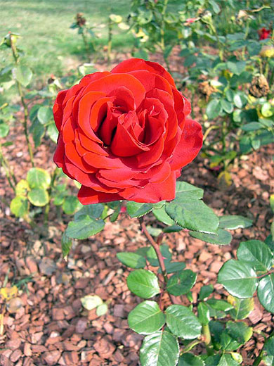 Jolie rose rouge