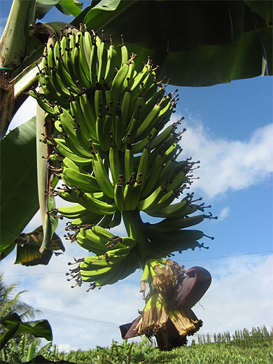 R�gime de bananes