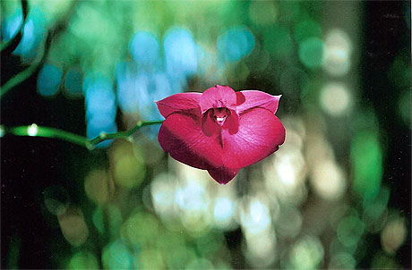 Orchid�e