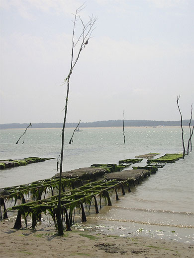Parcs � huitres