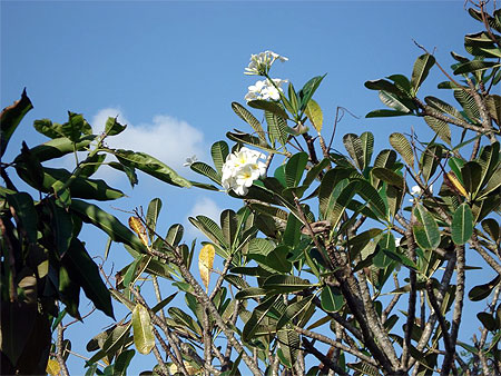 Fleur de tiar�