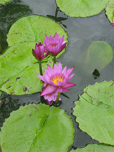 Jardin de Deshaies (n�nuphars)