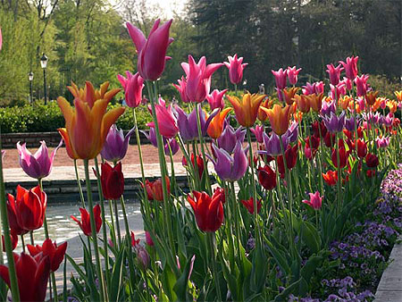 Tulipes multicolores