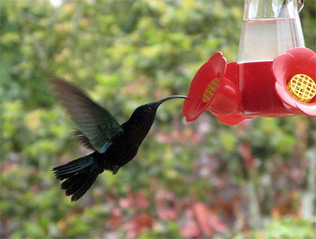 Colibri en plein vol