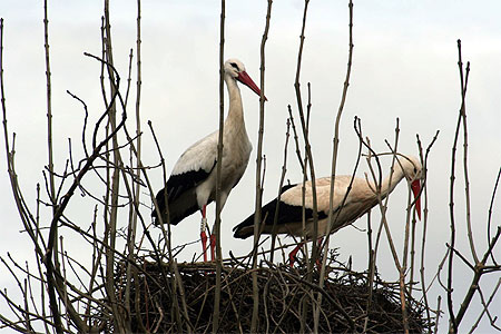 Cigognes au nid
