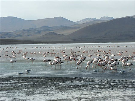 "Champ" de flamands sur la Laguna Colorada