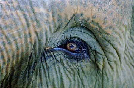Dans l' Oeil du Pachyderme