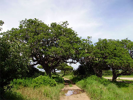 Arbre � saucisses