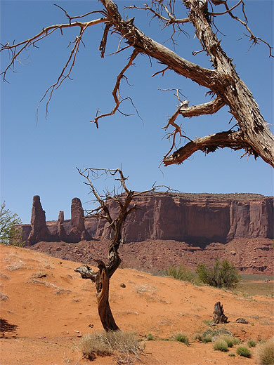 Arbres dans monument valley