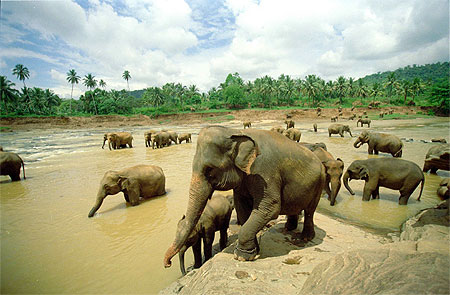 Orphelinat �l�phants