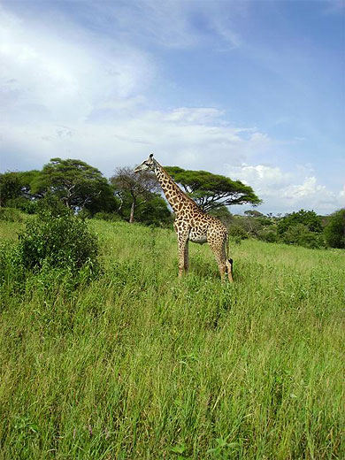 Girafe