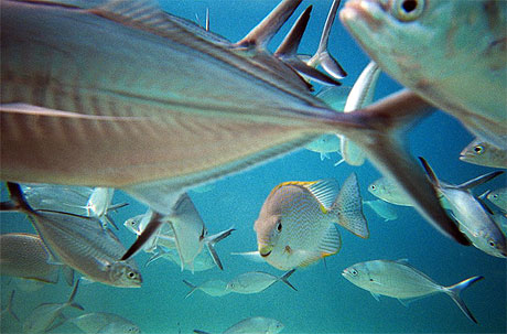 Poissons