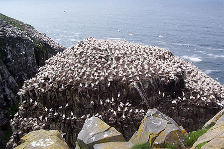 Le roc aux oiseaux "Bird Rock"