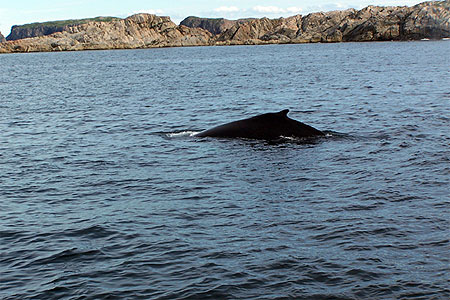 Dos de baleine � bosses