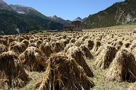 Fermes