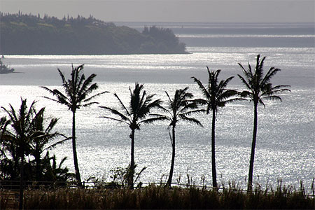 Cocotiers