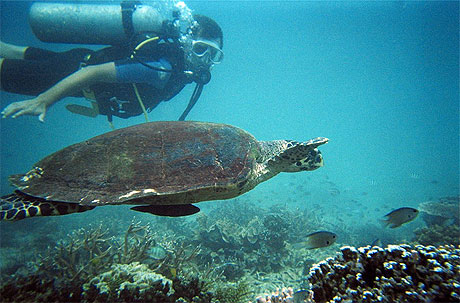 Tortue de mer