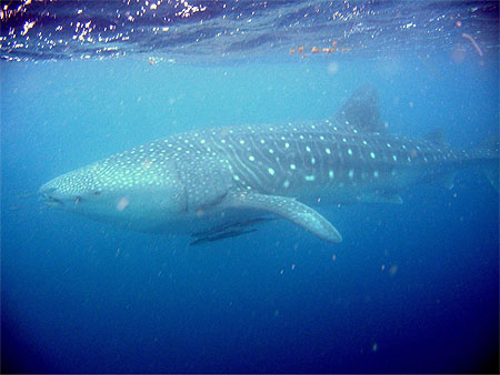 Requin Baleine