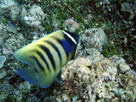 Emperor Angelfish