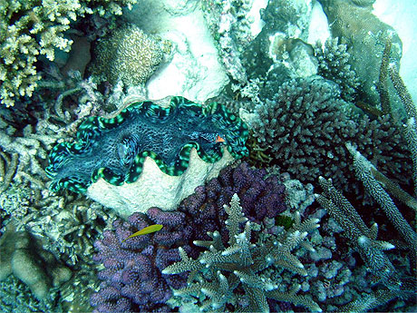 Giant Clam