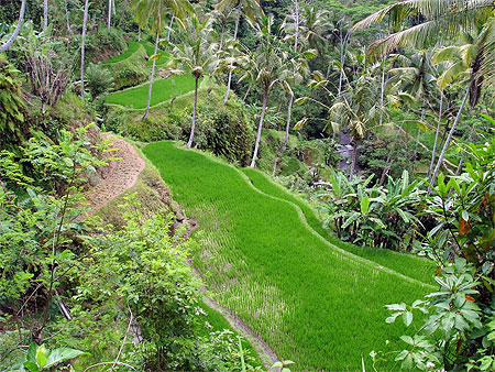 Dans les rizi�res � Yeh Pulu