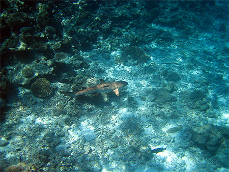 Shark "attaque"