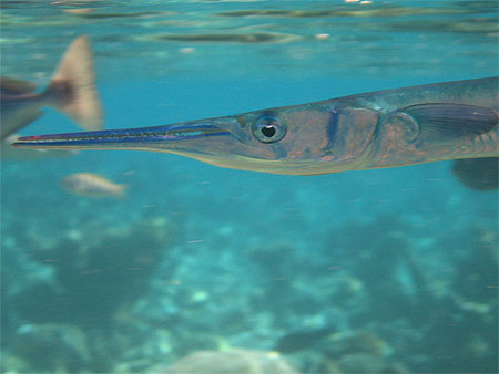 �a ressemble � un barracuda, mais ce n'est pas un barracuda...